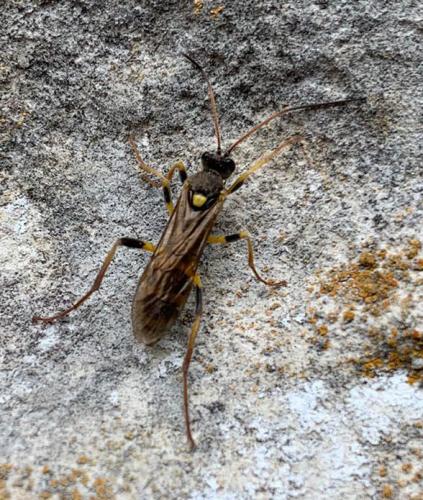 Réf. 290 942 : Amblyteles armatorius